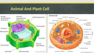 Cell – the basic unit of life