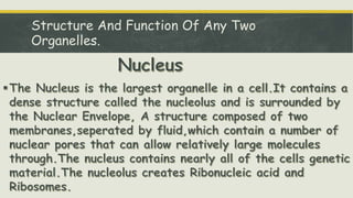 Structure And Function Of Any Two
Organelles.
 