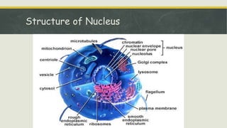 Structure of Nucleus
 