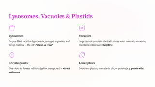 Lysosomes, Vacuoles & Plastids
Lysosomes
Enzyme-filled sacs that digest waste, damaged organelles, and
foreign material — the cell's "clean-up crew"
Vacuoles
Large central vacuole in plant cells stores water, minerals, and waste;
maintains cell pressure (turgidity)
Chromoplasts
Give colour to flowers and fruits (yellow, orange, red) to attract
pollinators
Leucoplasts
Colourless plastids; store starch, oils, or proteins (e.g. potato cells)
 