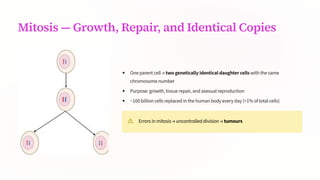 Mitosis — Growth, Repair, and Identical Copies
One parent cell → two genetically identical daughter cells with the same
chromosome number
Purpose: growth, tissue repair, and asexual reproduction
~100 billion cells replaced in the human body every day (≈1% of total cells)
Errors in mitosis → uncontrolled division → tumours
 