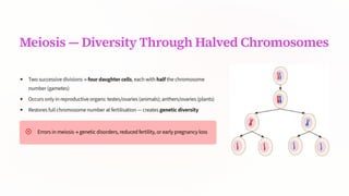 Meiosis 4 Diversity Through Halved Chromosomes
Two successive divisions ³ four daughter cells, each with half the chromosome
number (gametes)
Occurs only in reproductive organs: testes/ovaries (animals); anthers/ovaries (plants)
Restores full chromosome number at fertilisation 4 creates genetic diversity
Errors in meiosis ³ genetic disorders, reduced fertility, or early pregnancy loss
 