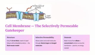Cell Membrane 4 The Selectively Permeable
Gatekeeper
Structure
Only 7310 nm thick; made of a lipid
bilayer with embedded proteins 4 the
fluid-mosaic model
Selective Permeability
Allows water and small molecules
through; blocks larger or charged
molecules
Osmosis
Water moves from dilute ³
concentrated solution across the
membrane 4 passive, no energy
needed
 