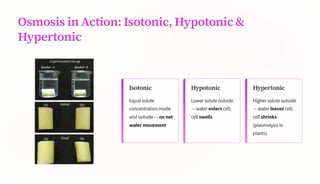 Osmosis in Action: Isotonic, Hypotonic &
Hypertonic
Isotonic
Equal solute
concentration inside
and outside 4 no net
water movement
Hypotonic
Lower solute outside
4 water enters cell;
cell swells
Hypertonic
Higher solute outside
4 water leaves cell;
cell shrinks
(plasmolysis in
plants)
 