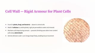 Cell Wall 4 Rigid Armour for Plant Cells
Found in plants, fungi, and bacteria 4 absent in animal cells
Made of cellulose (a carbohydrate); rigid yet permeable to water and minerals
Maintains cell shape during osmosis 4 prevents shrinking even when inner content
pulls away (plasmolysis)
Animal cells lack a wall ³ can change shape freely, enabling tissue movement
 
