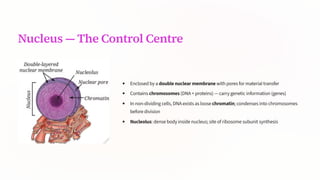 Nucleus 4 The Control Centre
Enclosed by a double nuclear membrane with pores for material transfer
Contains chromosomes (DNA + proteins) 4 carry genetic information (genes)
In non-dividing cells, DNA exists as loose chromatin; condenses into chromosomes
before division
Nucleolus: dense body inside nucleus; site of ribosome subunit synthesis
 