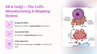 ER & Golgi 4 The Cell's
Manufacturing & Shipping
System
Rough ER (RER)
Ribosomes on surface ³ protein synthesis and secretion
Smooth ER (SER)
No ribosomes ³ lipid and hormone synthesis
Golgi Apparatus
Modifies, sorts, and packages into vesicles 4 the cell's "post
office"
 