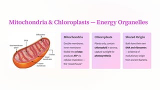 Mitochondria & Chloroplasts 4 Energy Organelles
Mitochondria
Double membrane;
inner membrane
folded into cristae;
produces ATP via
cellular respiration 4
the "powerhouse"
Chloroplasts
Plants only; contain
chlorophyll in stroma;
capture sunlight for
photosynthesis
Shared Origin
Both have their own
DNA and ribosomes
4 evidence of
evolutionary origin
from ancient bacteria
 