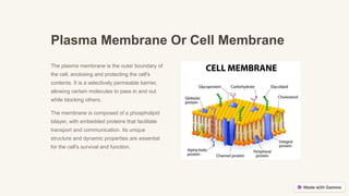 Plasma Membrane Or Cell Membrane
The plasma membrane is the outer boundary of
the cell, enclosing and protecting the cell's
contents. It is a selectively permeable barrier,
allowing certain molecules to pass in and out
while blocking others.
The membrane is composed of a phospholipid
bilayer, with embedded proteins that facilitate
transport and communication. Its unique
structure and dynamic properties are essential
for the cell's survival and function.
 