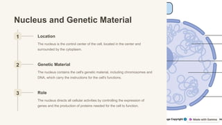 Nucleus and Genetic Material
1 Location
The nucleus is the control center of the cell, located in the center and
surrounded by the cytoplasm.
2 Genetic Material
The nucleus contains the cell's genetic material, including chromosomes and
DNA, which carry the instructions for the cell's functions.
3 Role
The nucleus directs all cellular activities by controlling the expression of
genes and the production of proteins needed for the cell to function.
 