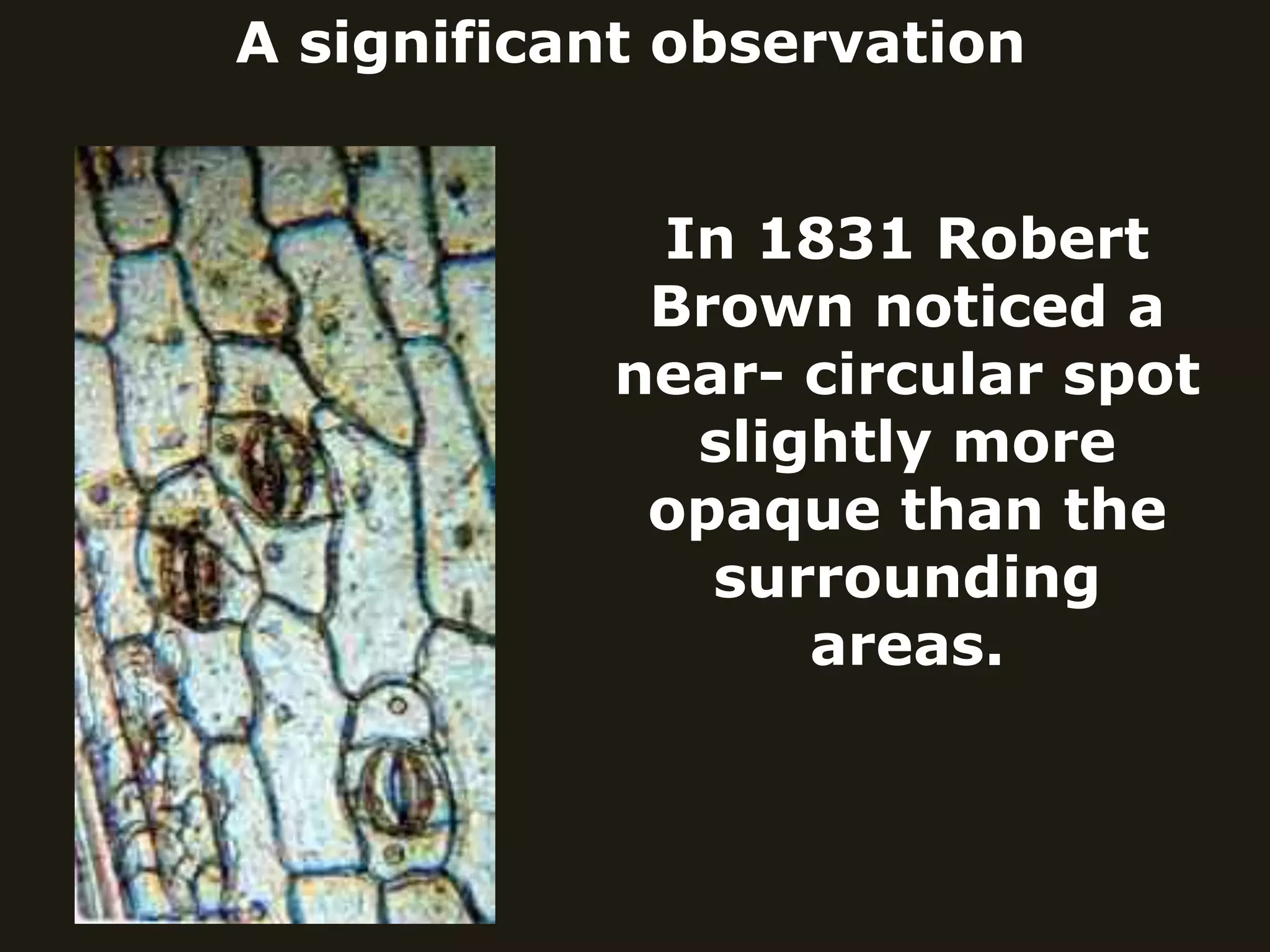 A significant observation
In 1831 Robert
Brown noticed a
near- circular spot
slightly more
opaque than the
surrounding
areas.
 