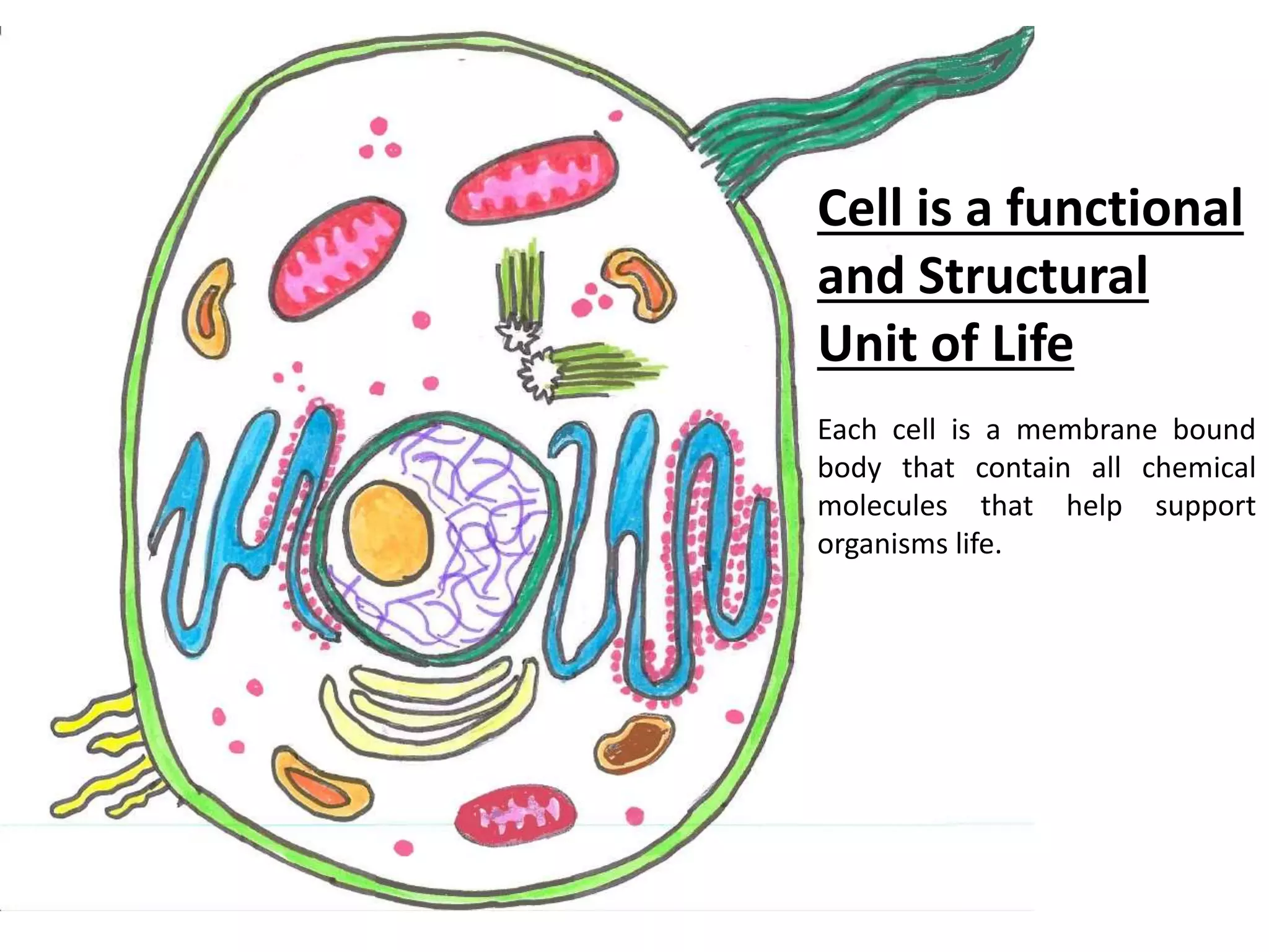 Cell is a functional
and Structural
Unit of Life
Each cell is a membrane bound
body that contain all chemical
molecules that help support
organisms life.
 