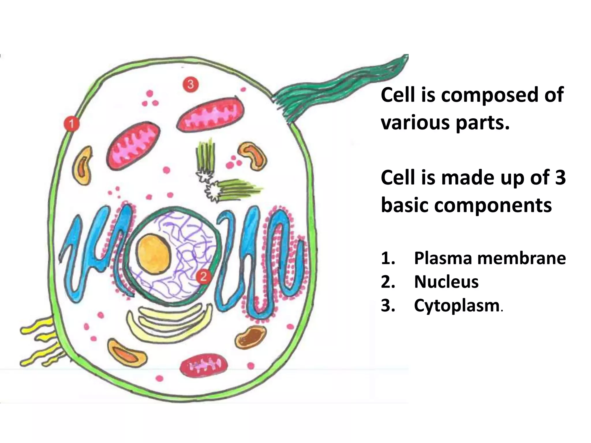 Cell is composed of
various parts.
Cell is made up of 3
basic components
1. Plasma membrane
2. Nucleus
3. Cytoplasm.
 