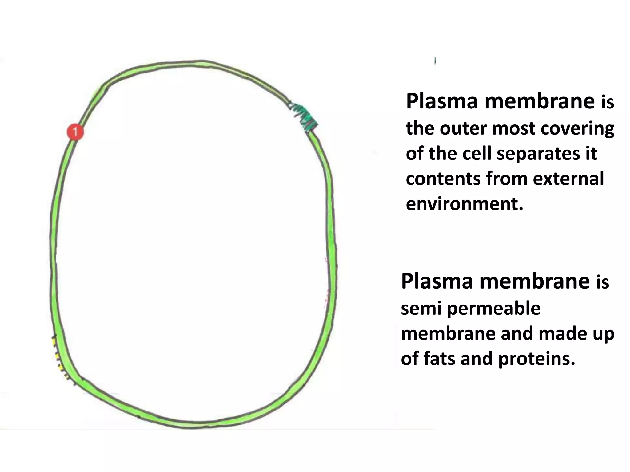 Plasma membrane is
the outer most covering
of the cell separates it
contents from external
environment.
Plasma membrane is
semi permeable
membrane and made up
of fats and proteins.
 