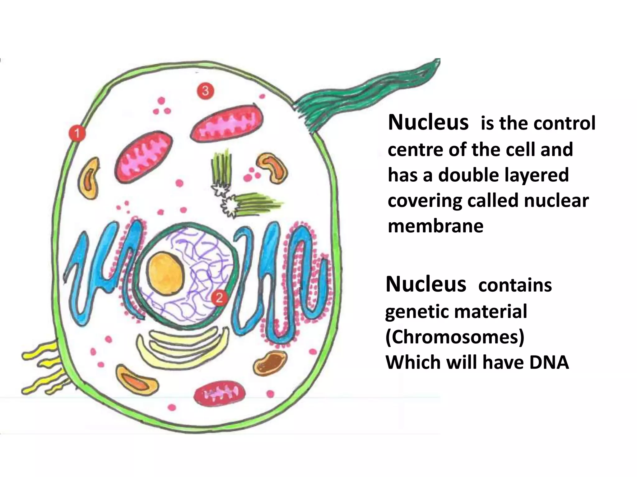 Nucleus is the control
centre of the cell and
has a double layered
covering called nuclear
membrane
Nucleus contains
genetic material
(Chromosomes)
Which will have DNA
 