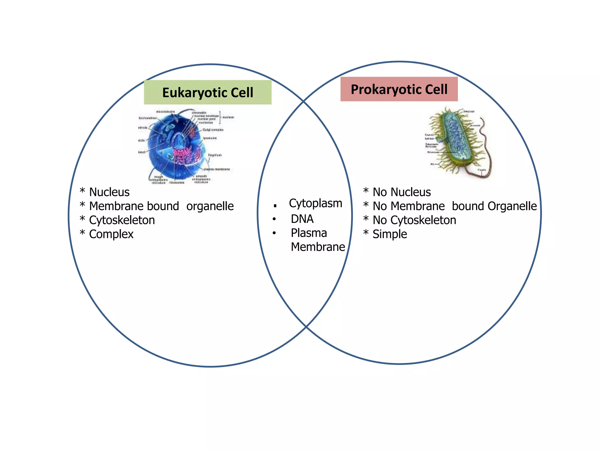 * Nucleus
* Membrane bound organelle
* Cytoskeleton
* Complex
* No Nucleus
* No Membrane bound Organelle
* No Cytoskeleton
* Simple
. Cytoplasm
• DNA
• Plasma
Membrane
Eukaryotic Cell Prokaryotic Cell
 