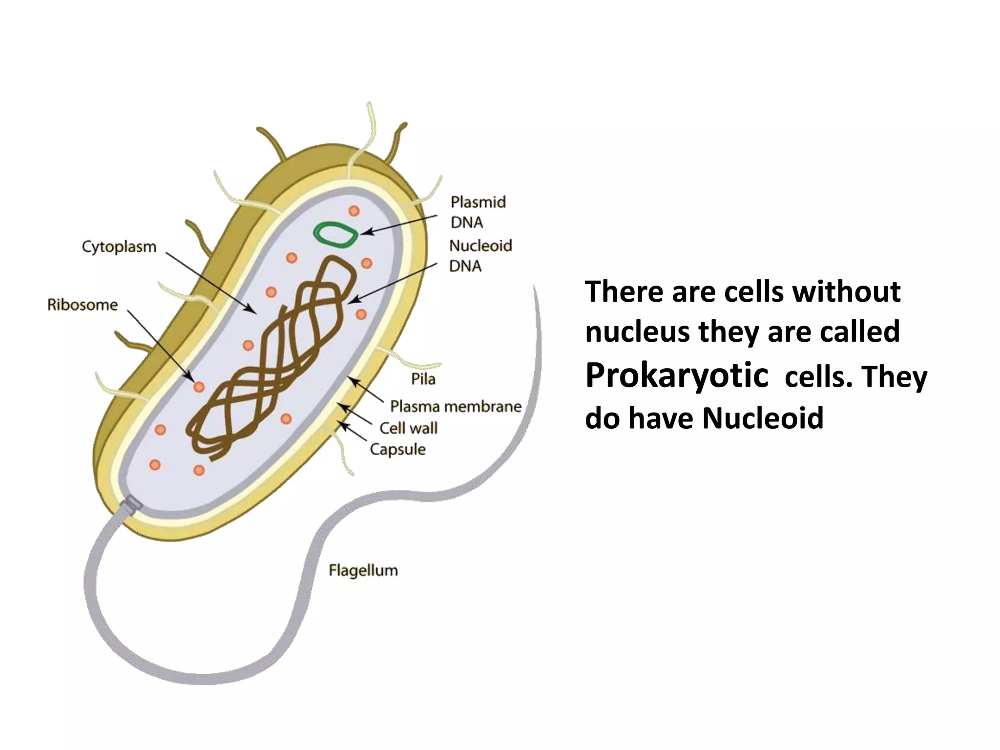 There are cells without
nucleus they are called
Prokaryotic cells. They
do have Nucleoid
 
