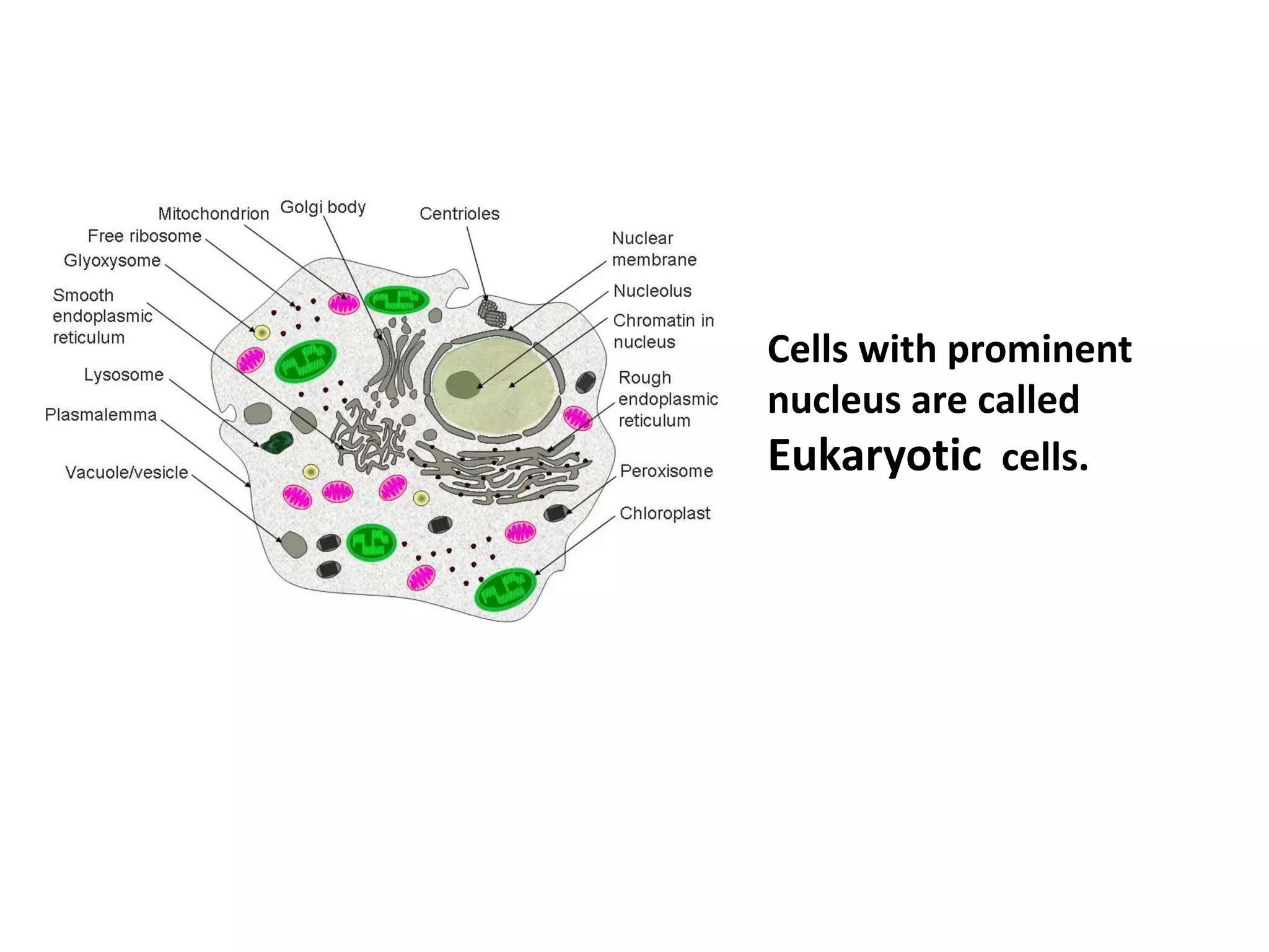 Cells with prominent
nucleus are called
Eukaryotic cells.
 