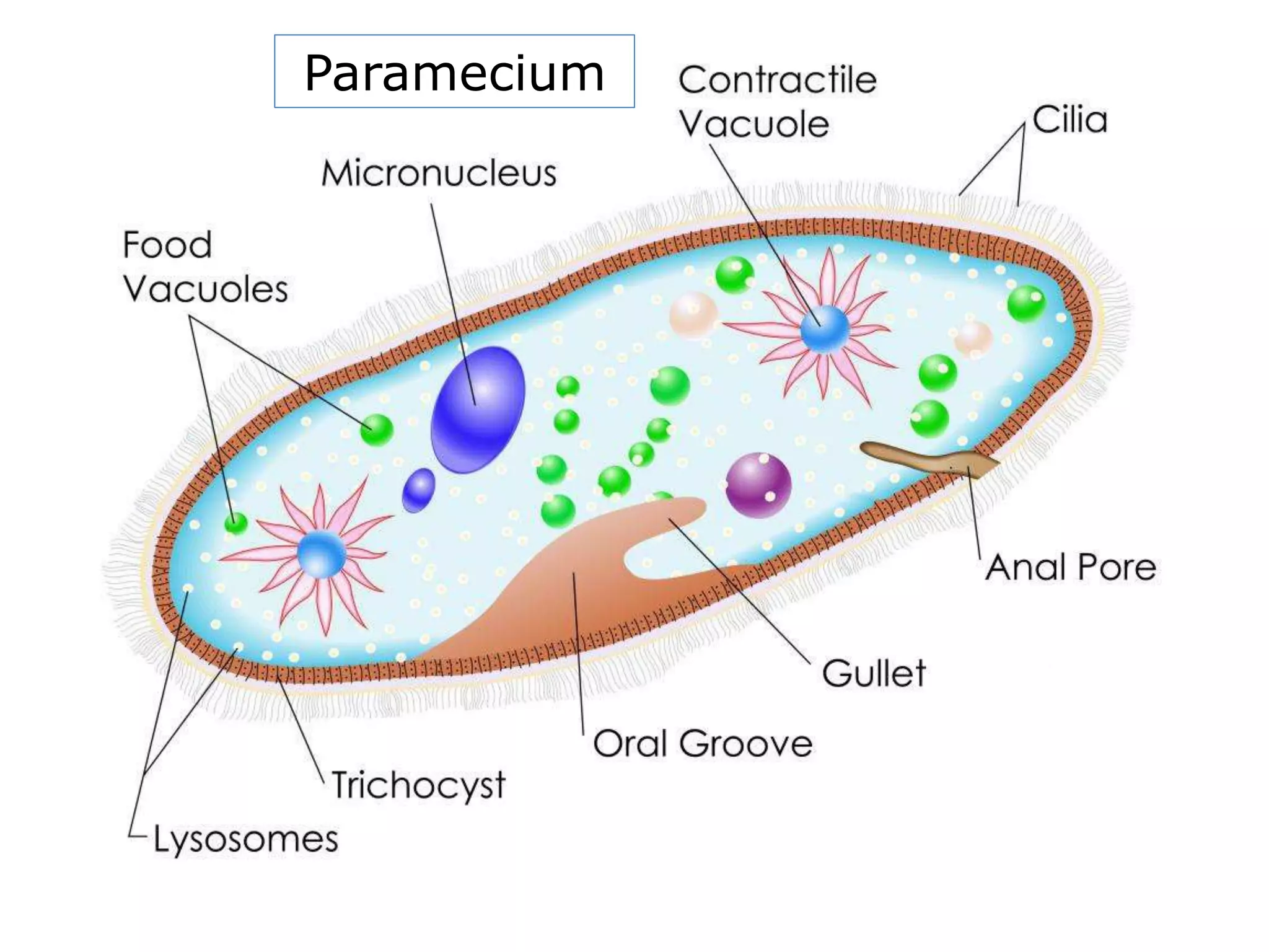 Paramecium
 