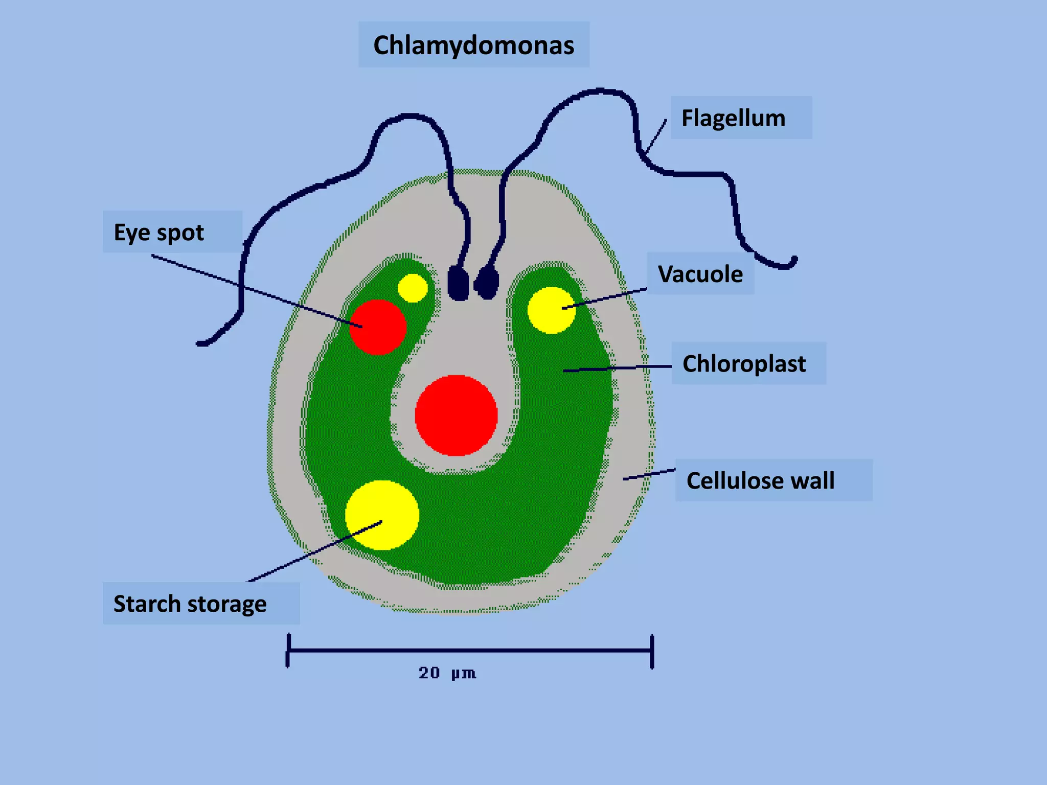 Vacuole
Chloroplast
Flagellum
Cellulose wall
Eye spot
Starch storage
Chlamydomonas
 