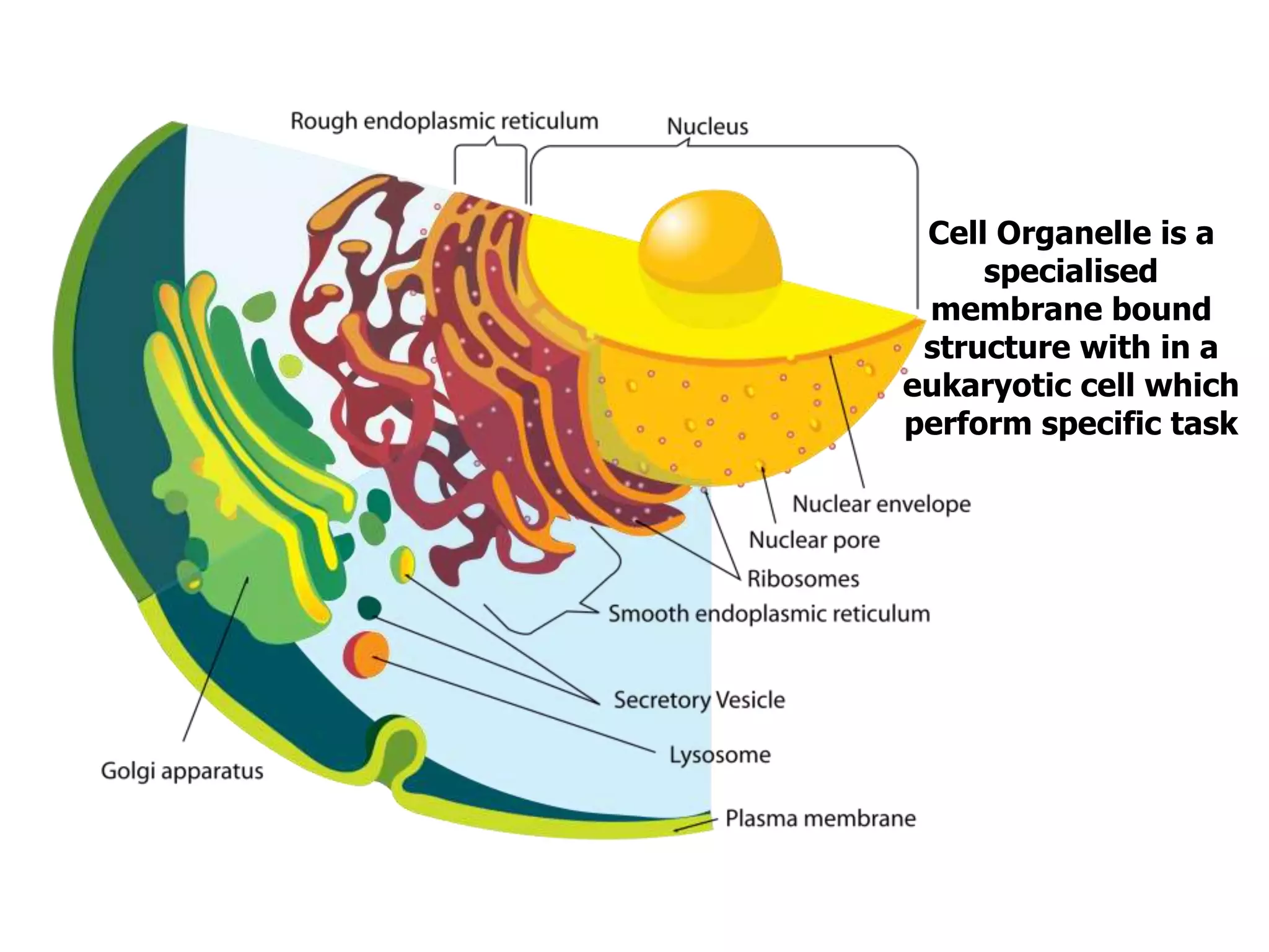 Cell Organelle is a
specialised
membrane bound
structure with in a
eukaryotic cell which
perform specific task
 