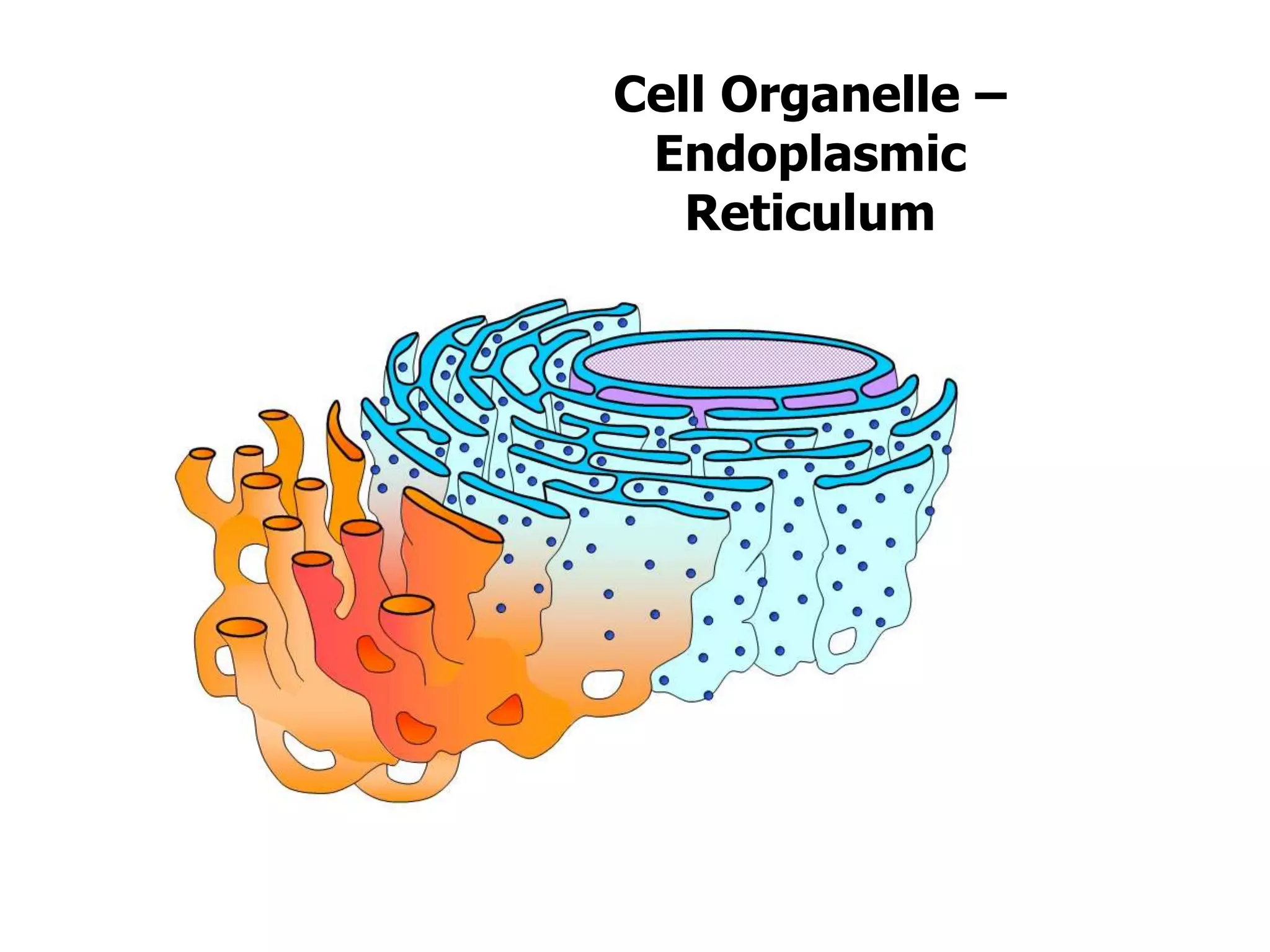 Cell Organelle –
Endoplasmic
Reticulum
 