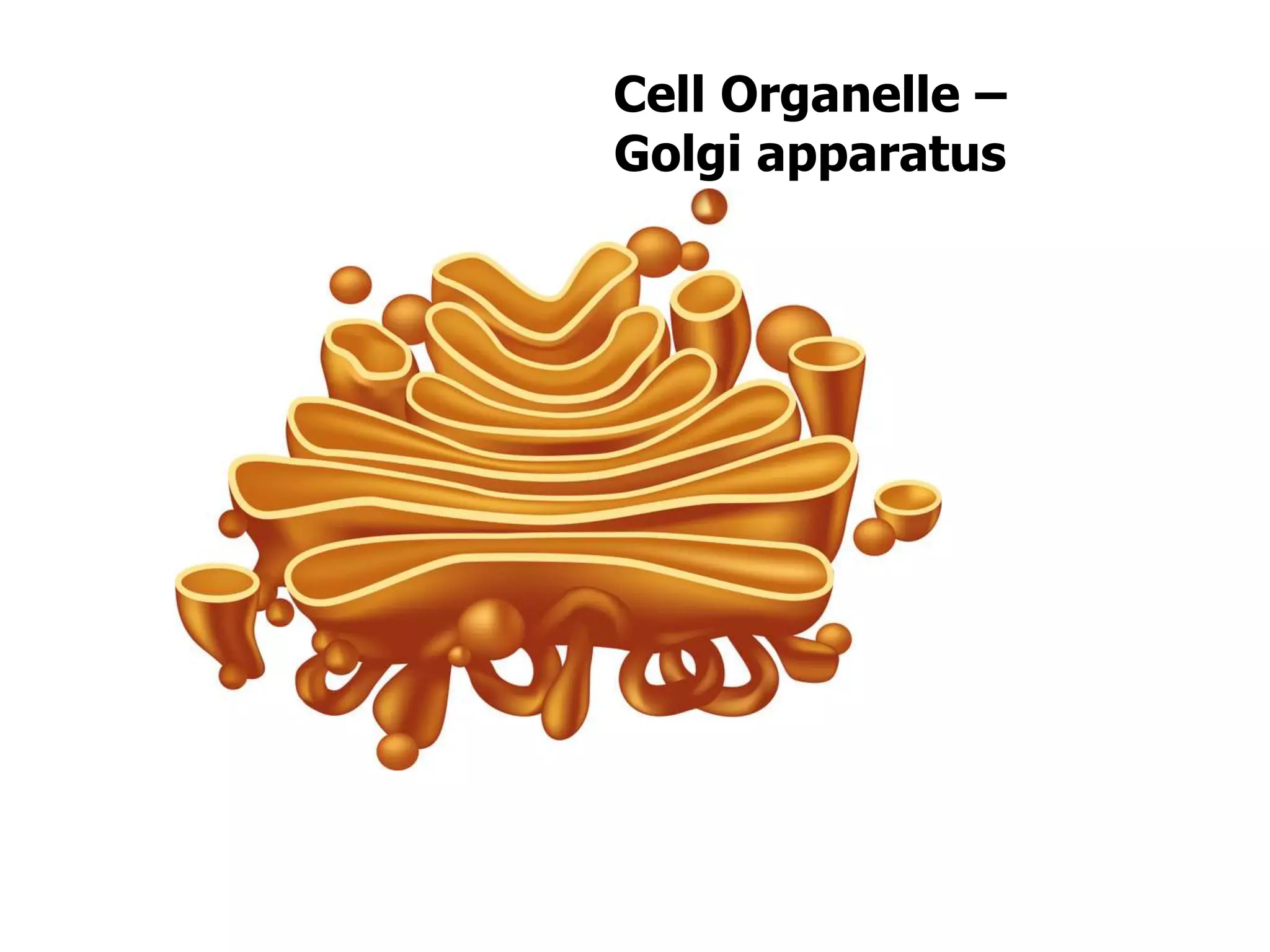 Cell Organelle –
Golgi apparatus
 