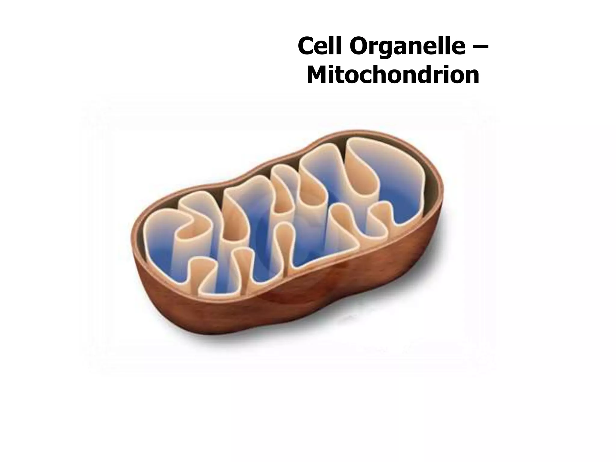 Cell Organelle –
Mitochondrion
 