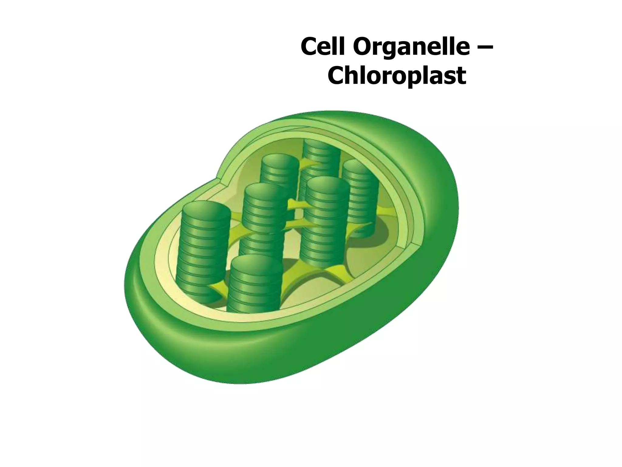 Cell Organelle –
Chloroplast
 