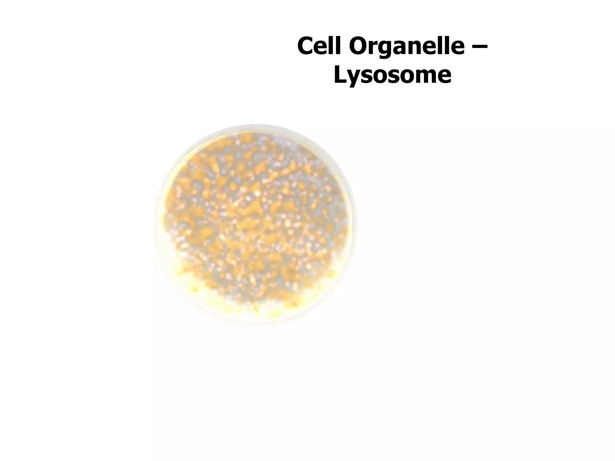 Cell Organelle –
Lysosome
 