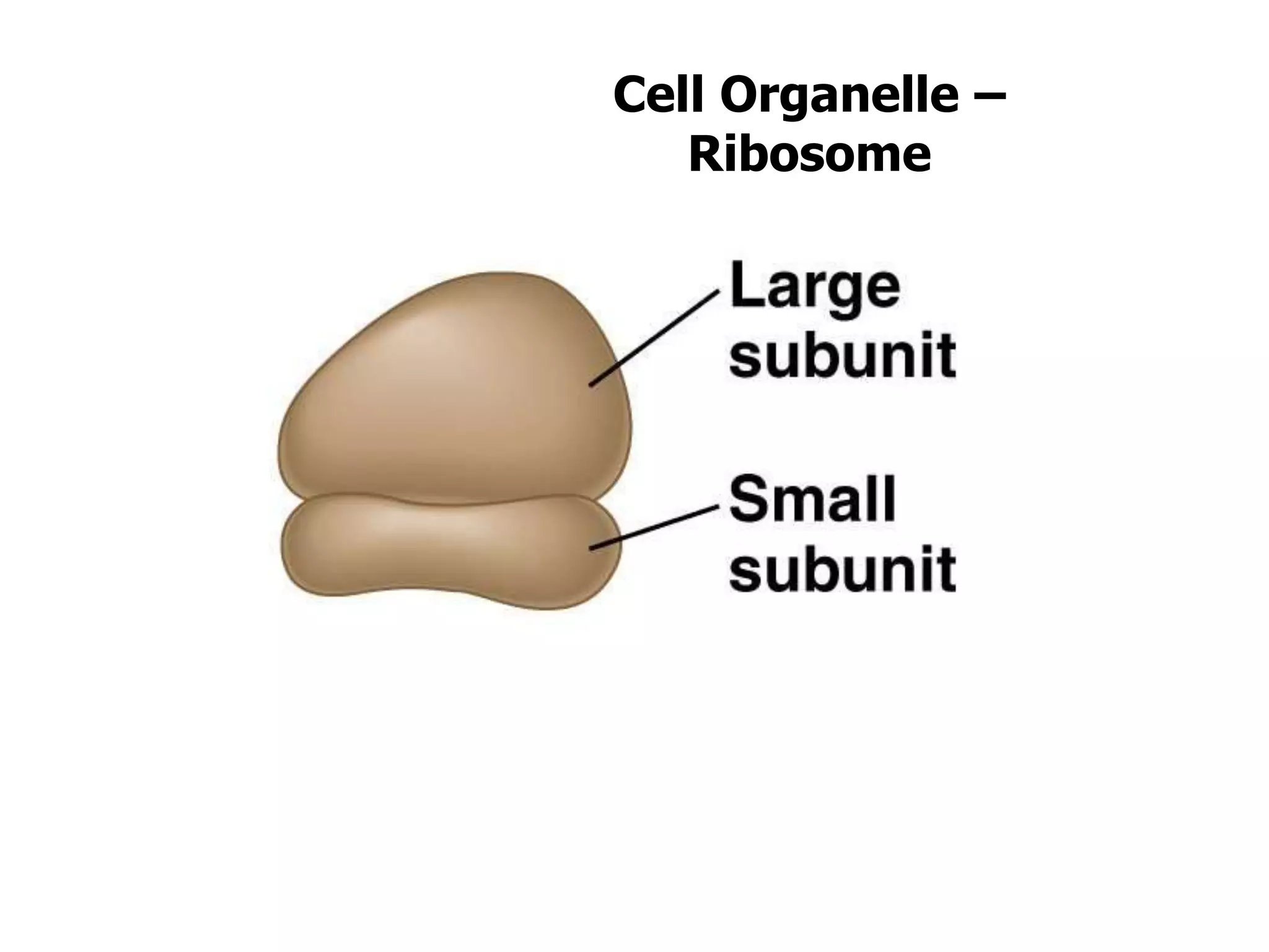 Cell Organelle –
Ribosome
 