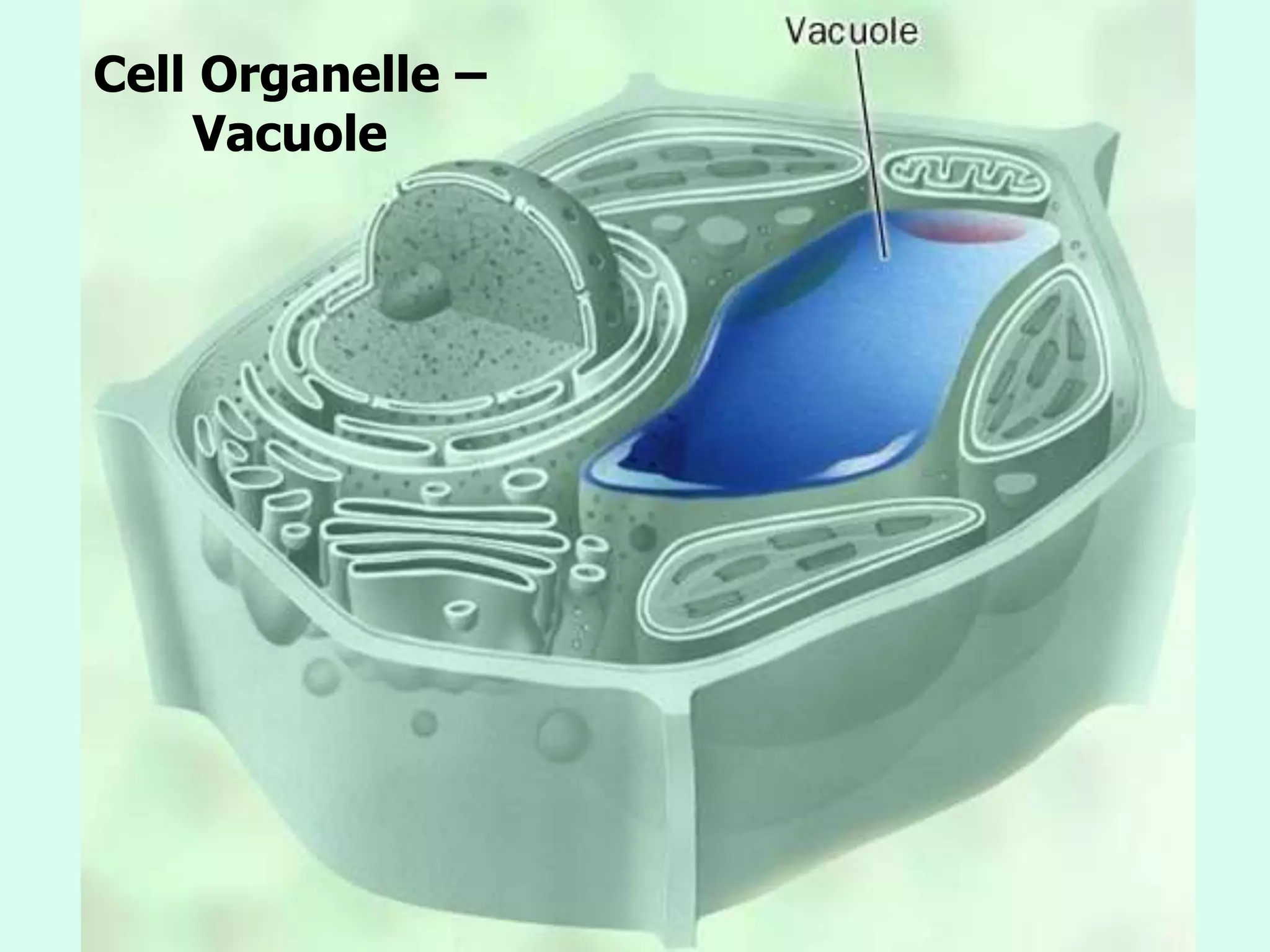 Cell Organelle –
Vacuole
 