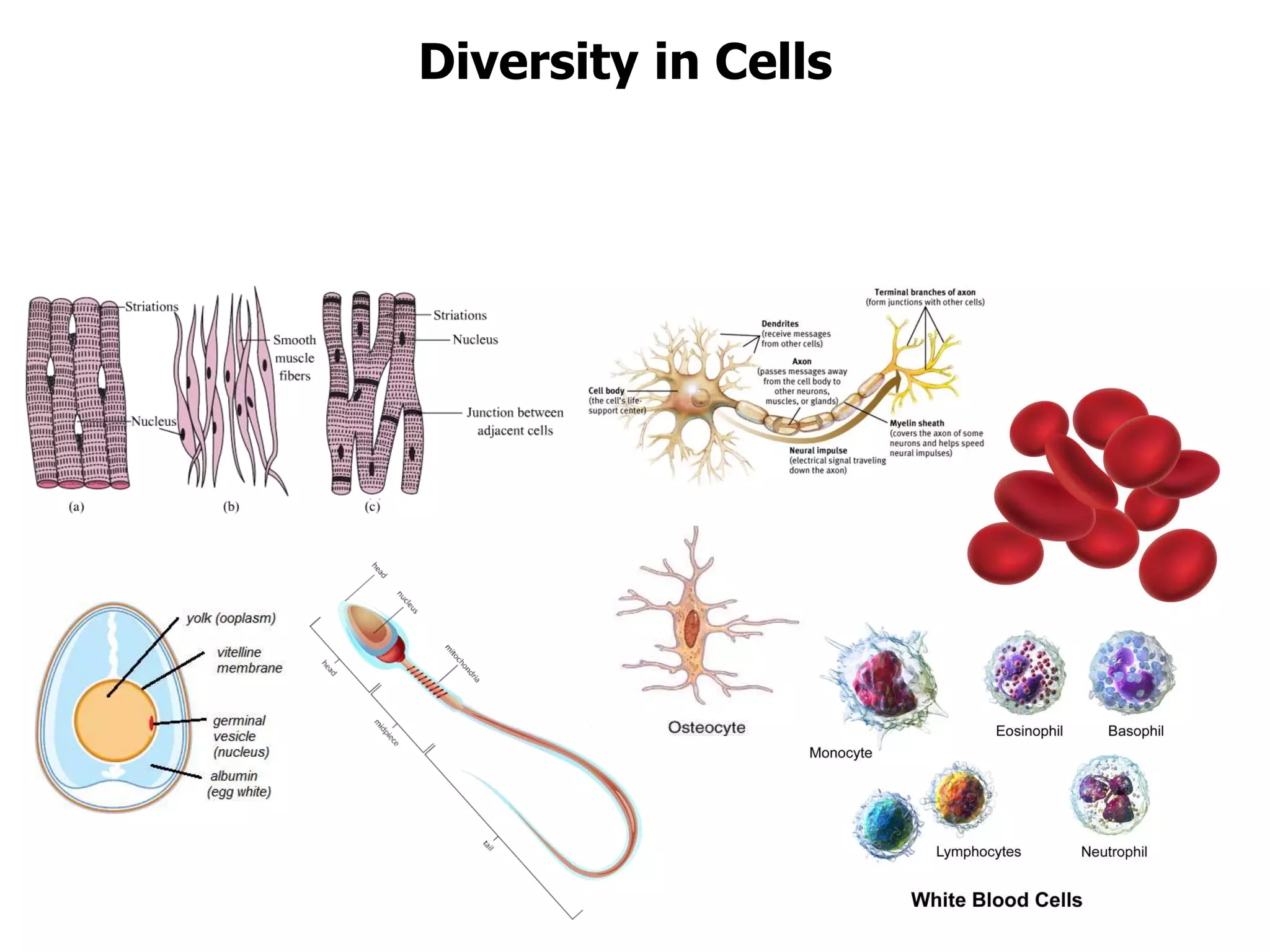 Diversity in Cells
 