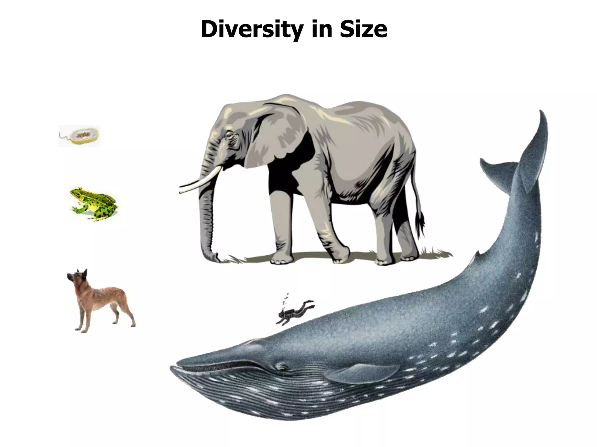 Diversity in Size
 