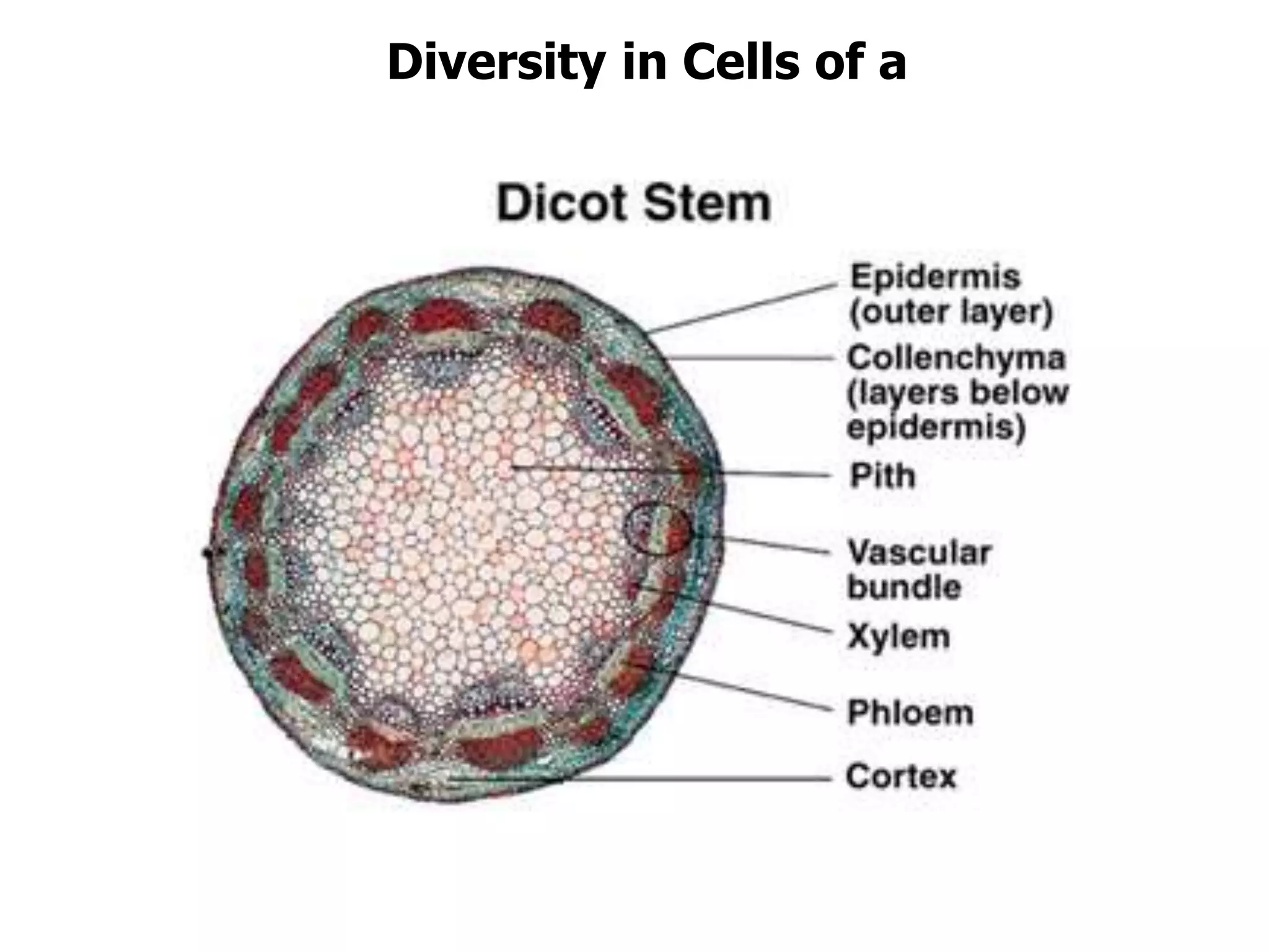 Diversity in Cells of a
 