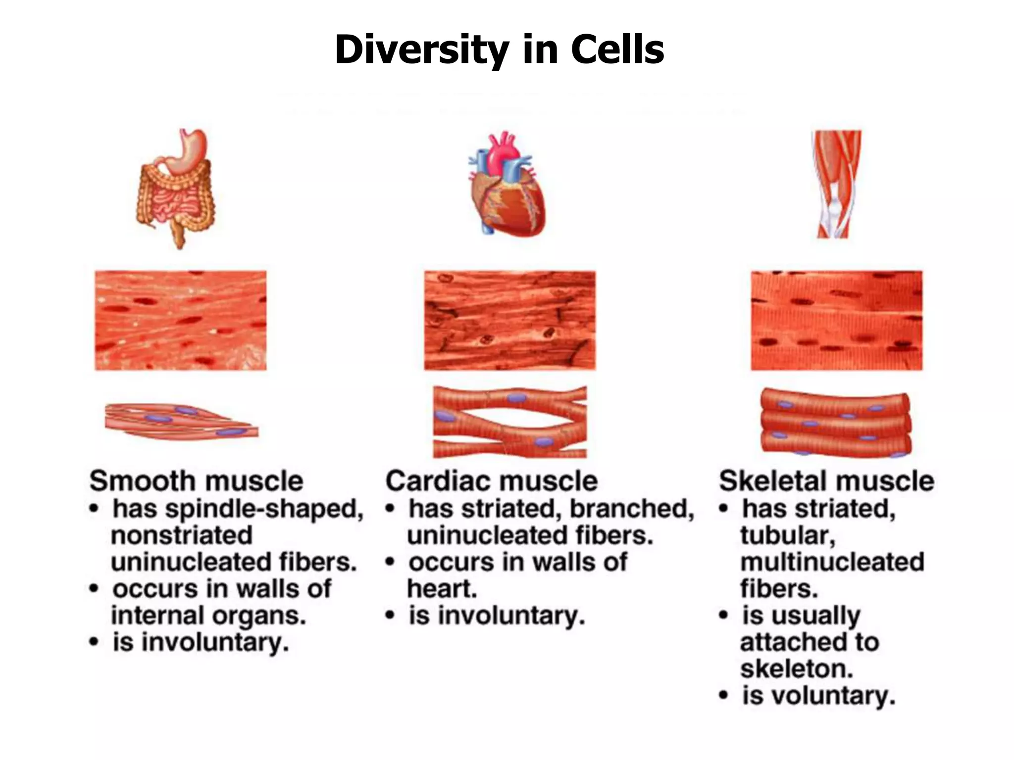 Diversity in Cells
 