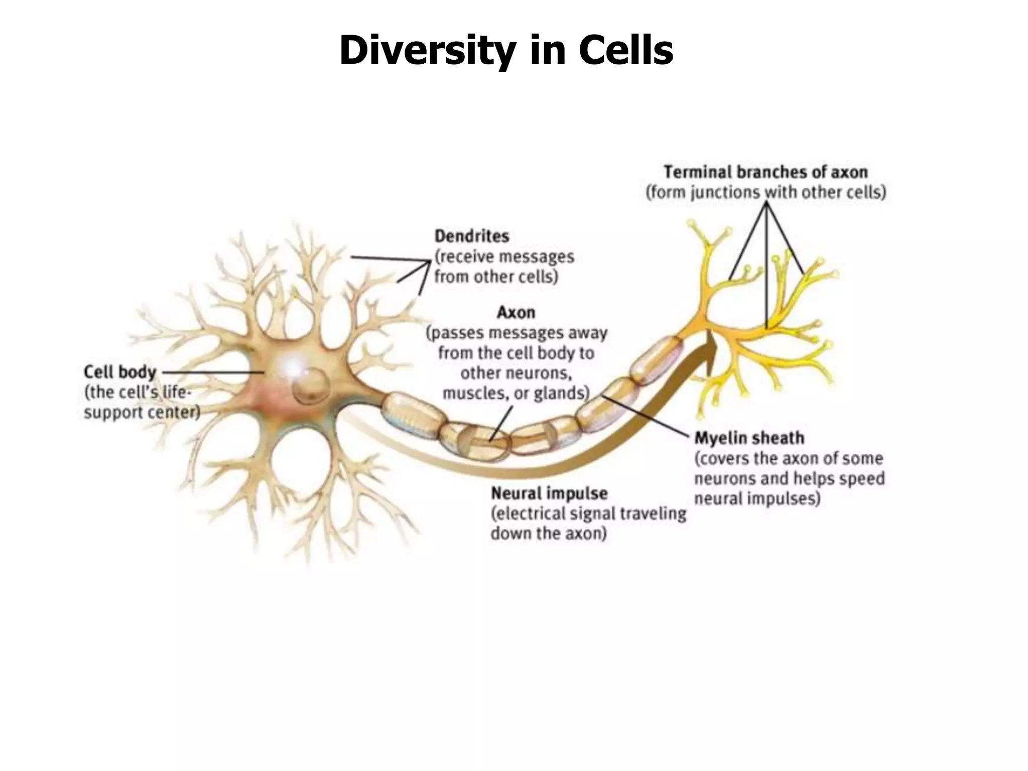 Diversity in Cells
 