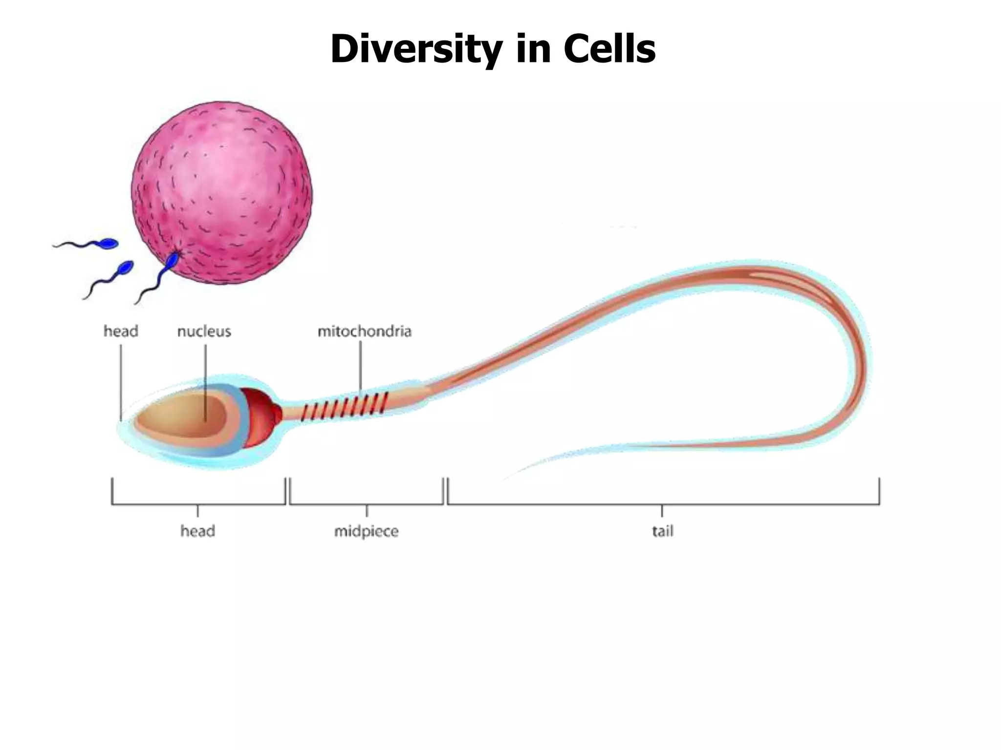 Diversity in Cells
 