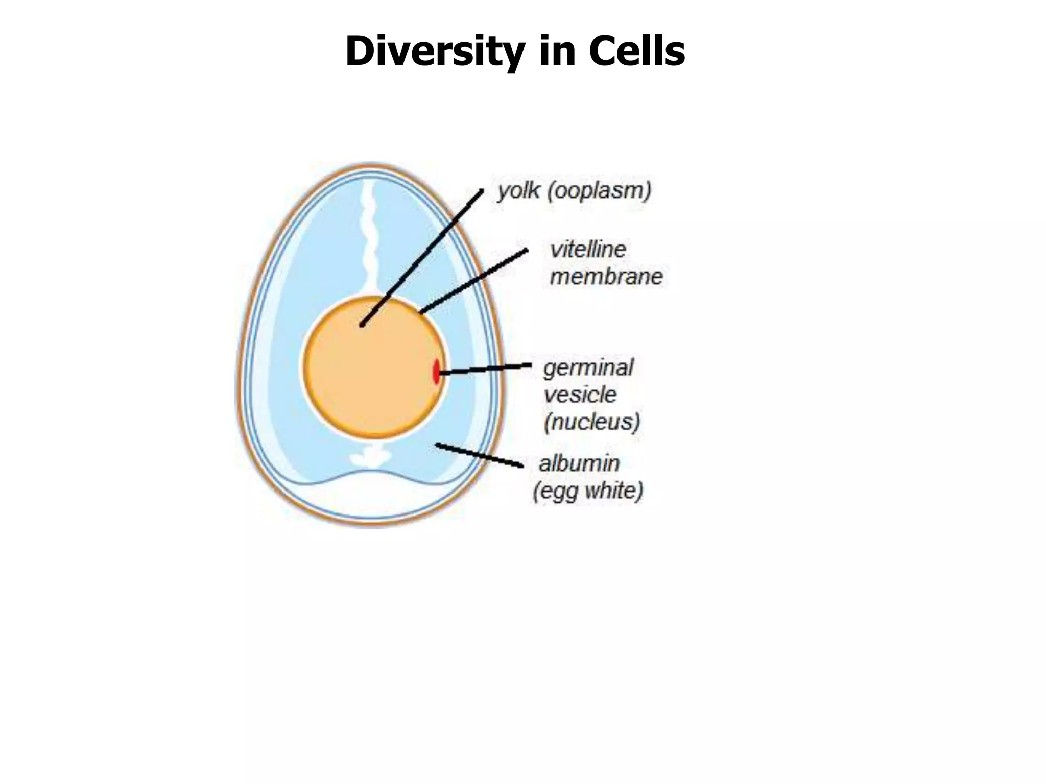 Diversity in Cells
 