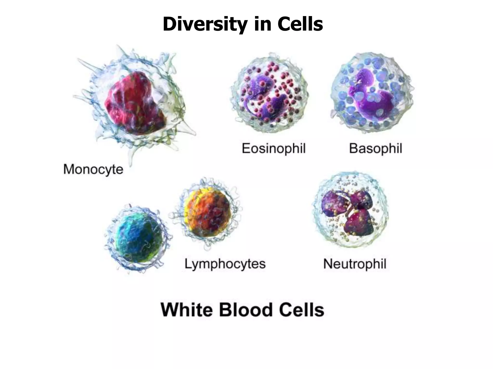 Diversity in Cells
 