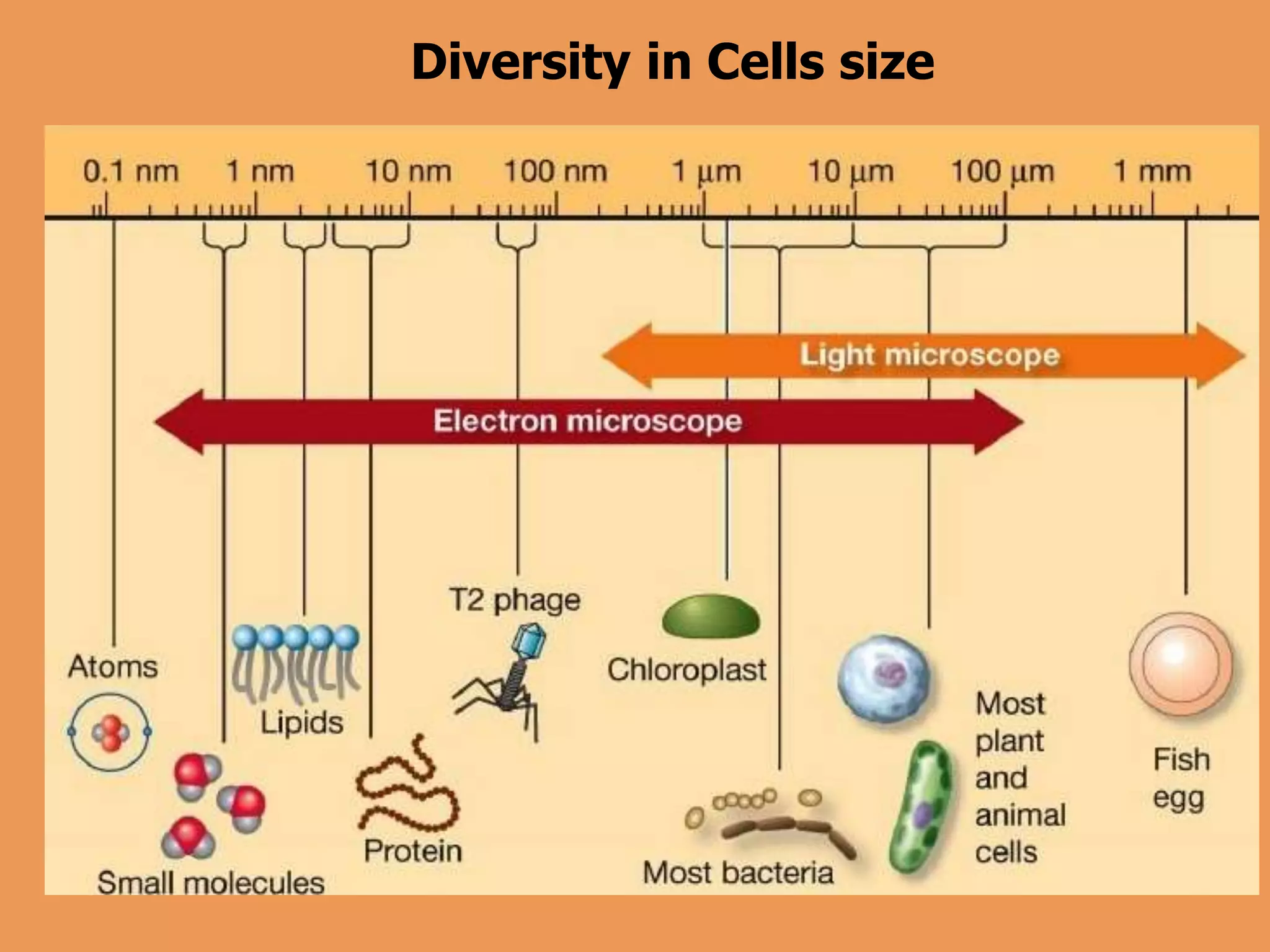 Diversity in Cells size
 