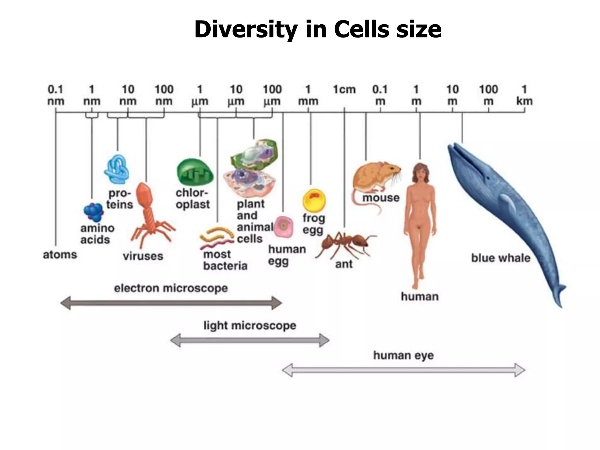 Diversity in Cells size
 