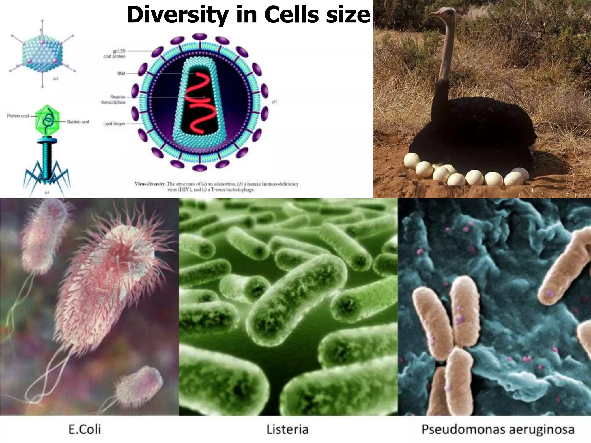 Diversity in Cells size
 
