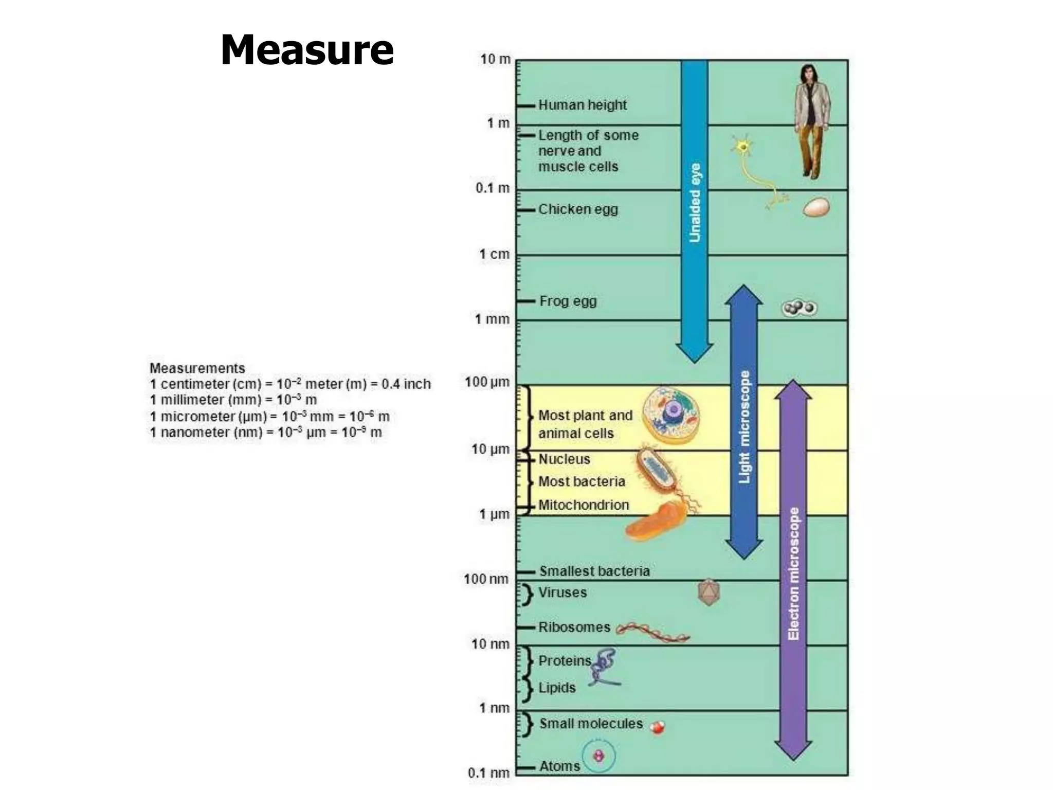 Measure
 