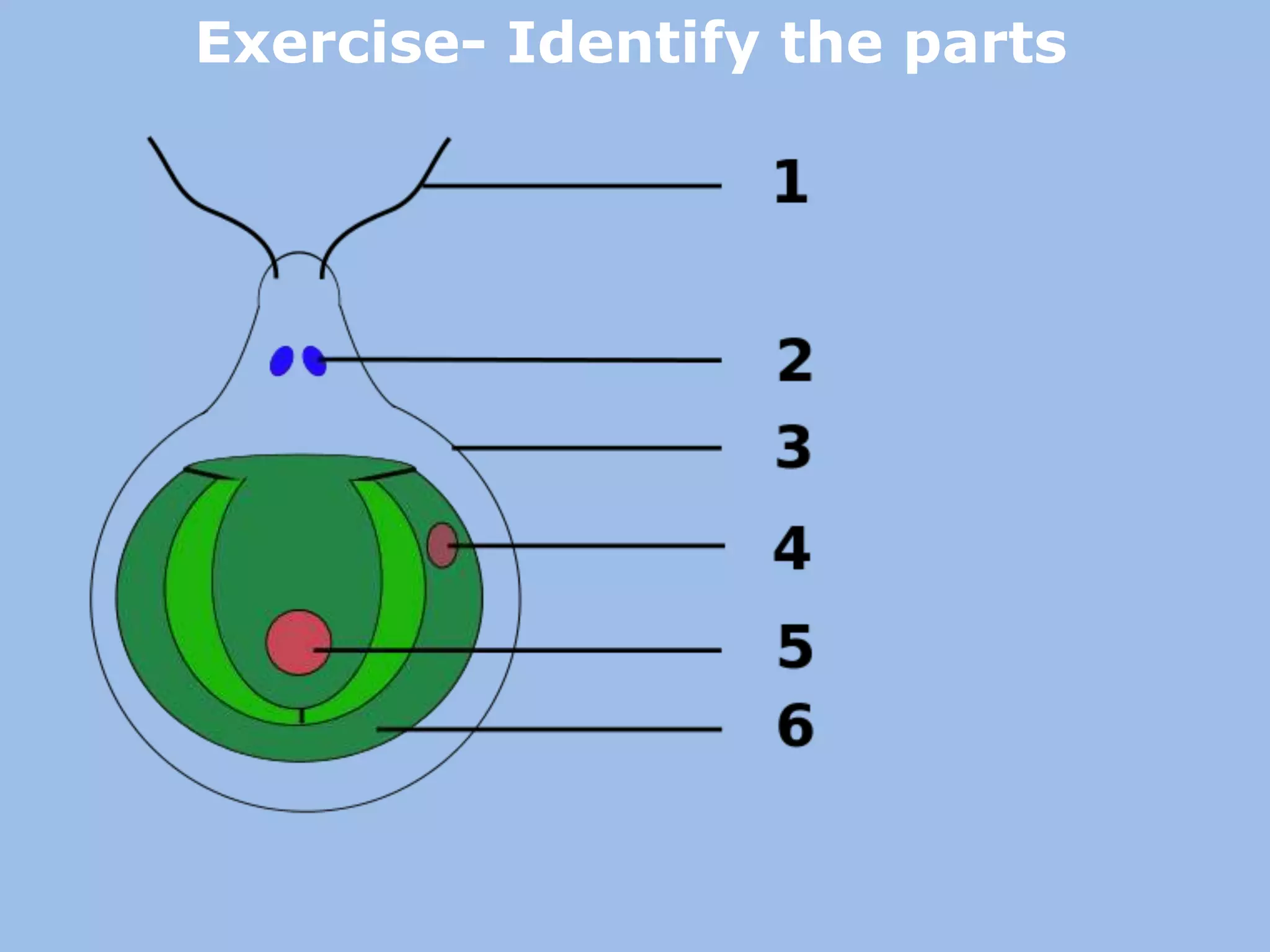 Exercise- Identify the parts
 