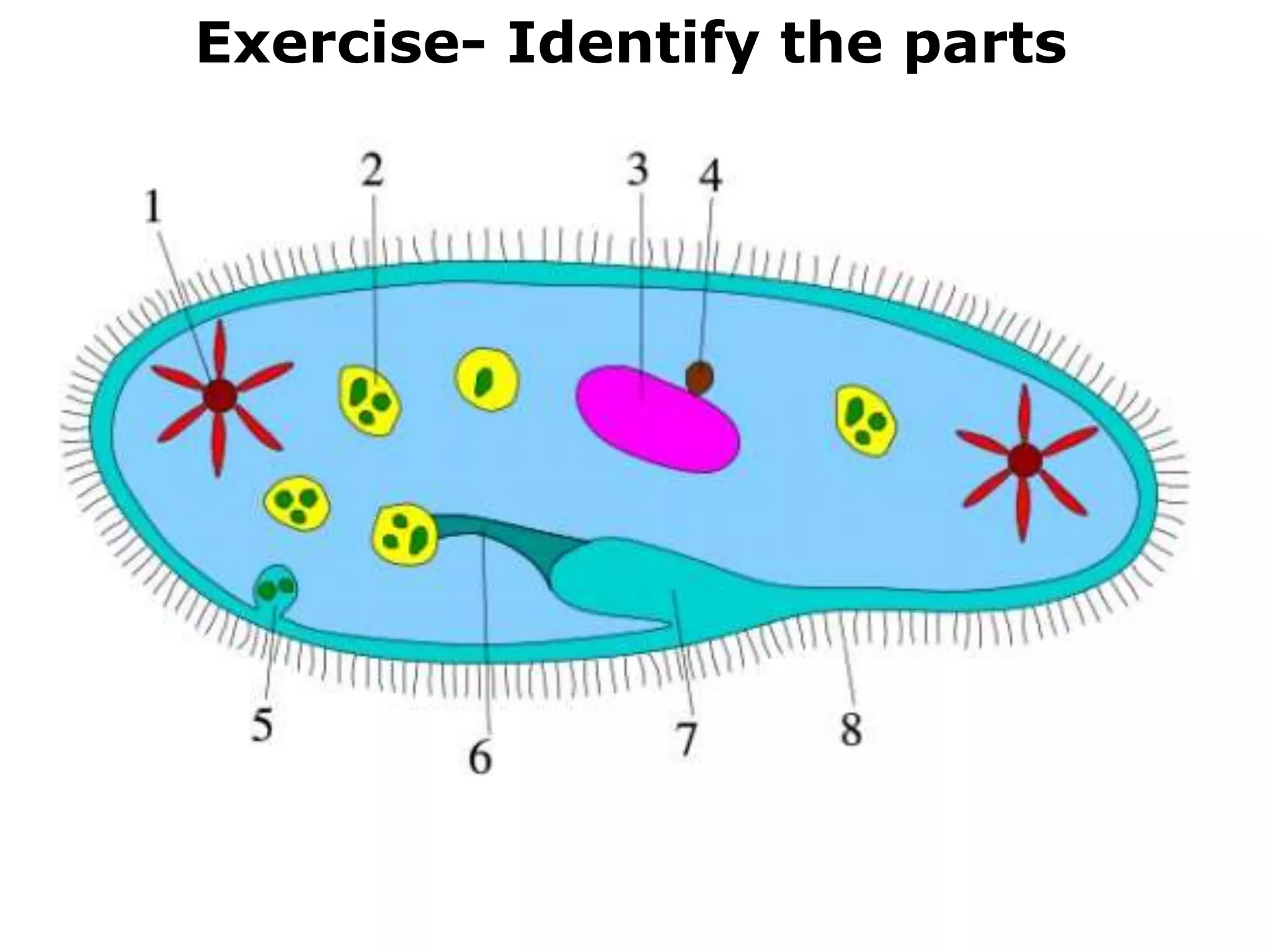 Exercise- Identify the parts
 