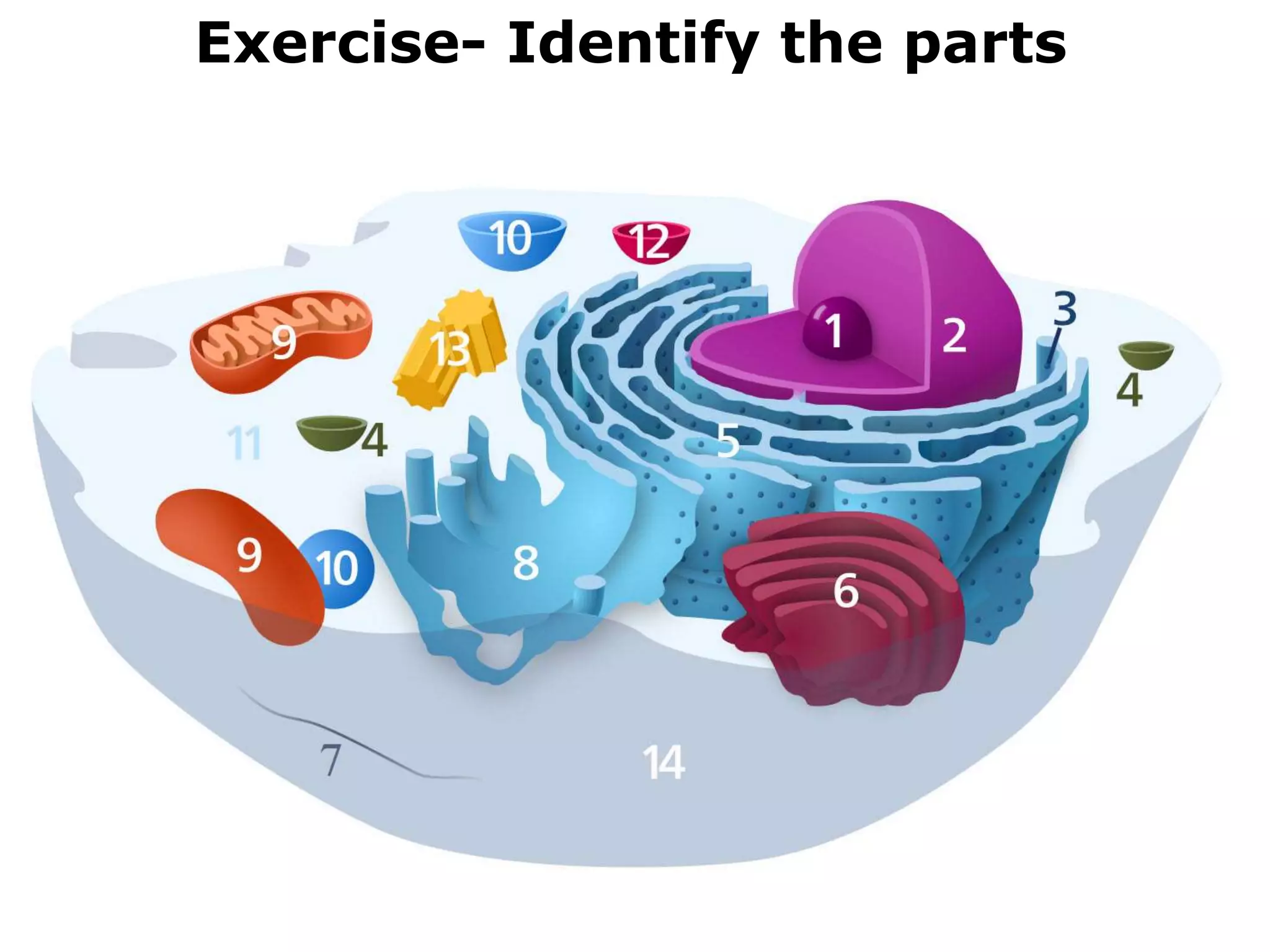 Exercise- Identify the parts
 