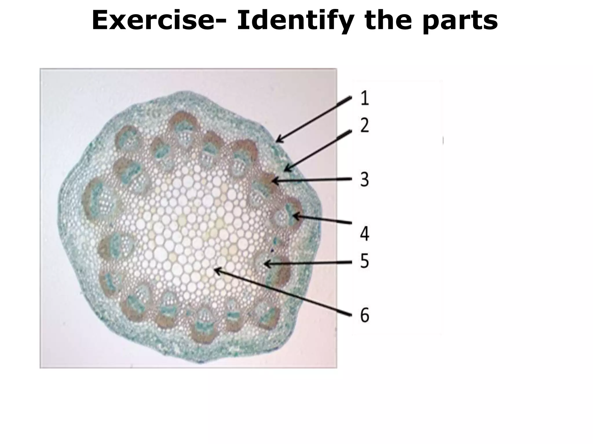 Exercise- Identify the parts
 