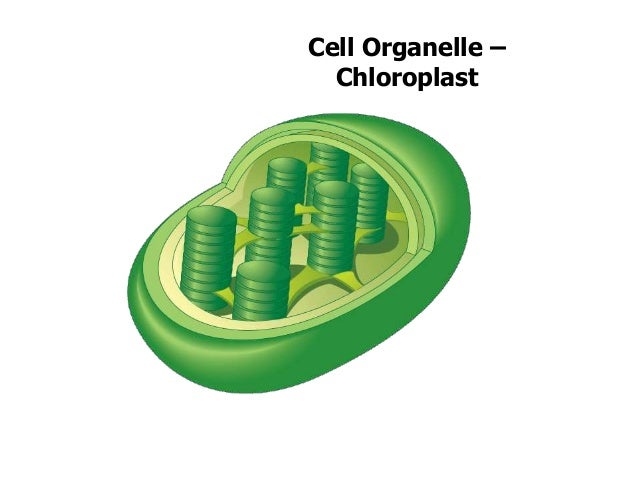 cell the unit of life Ncert chapter eleven biology cell biology description of prokaryotic cells chapter cell is called the fundamental structural and functional unit of life cell. cell the unit of life Ncert chapter eleven biology cell biology description of prokaryotic cells chapter cell is called the fundamental structural and functional unit of life cell.