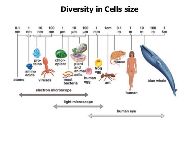 the basic unit of life Chapter 3—cells: the basic units of life multiple choice 1 human beings are a machines c organisms b systems d protists ans: c 2 one benefit of being a large organism is that you. the basic unit of life Chapter 3—cells: the basic units of life multiple choice 1 human beings are a machines c organisms b systems d protists ans: c 2 one benefit of being a large organism is that you.